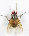 Phaonia pulvillata