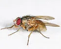 Phaonia pulvillata - photo 2