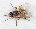 Phaonia pulvillata - photo 3