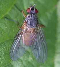 Phaonia rufiventris