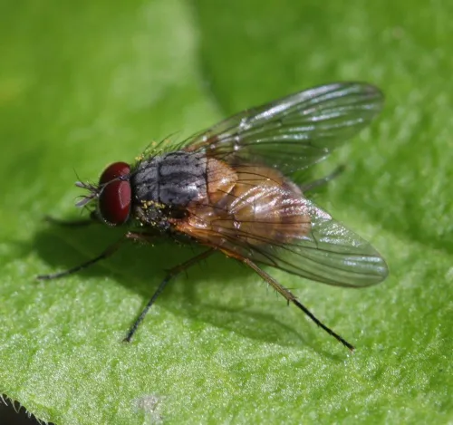 Phaonia rufiventris - photo 2