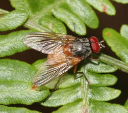Phaonia rufiventris - photo 3