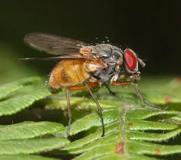 Phaonia rufiventris - photo 4