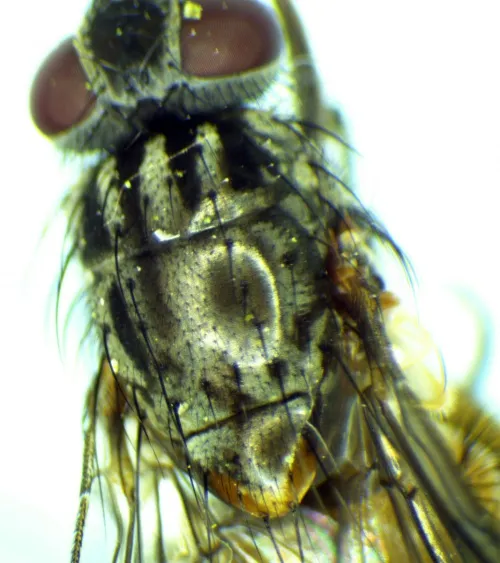 Phaonia rufiventris - photo 5