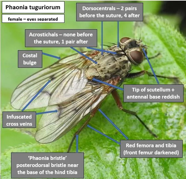 Phaonia signata - Phaonia signata