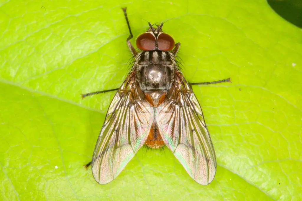 Phaonia subventa - photo 2