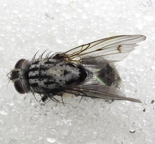 Phaonia trimaculata - Phaonia trimaculata
