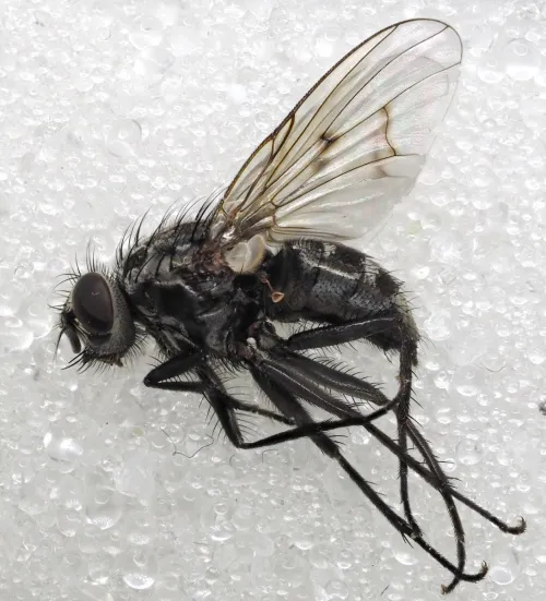 Phaonia trimaculata - photo 2