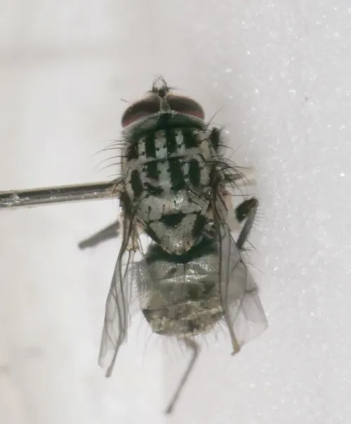 Phaonia trimaculata - photo 3