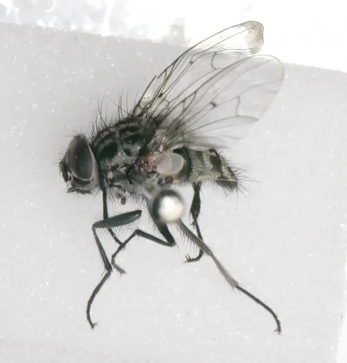 Phaonia trimaculata - photo 4