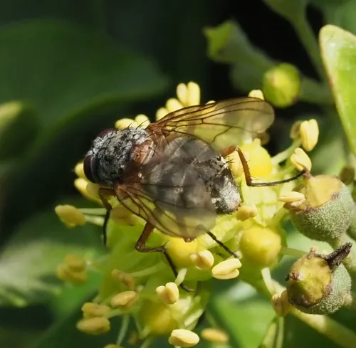 Phaonia valida - photo 8