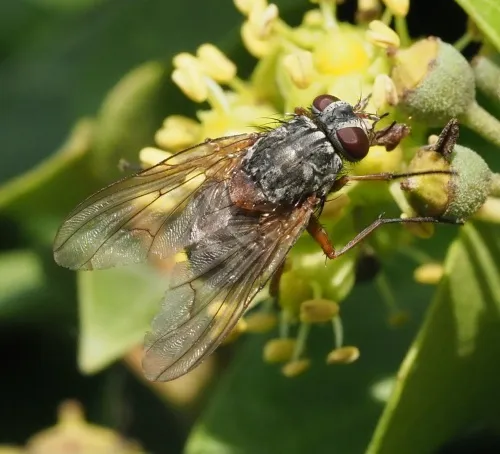 Phaonia valida - photo 2