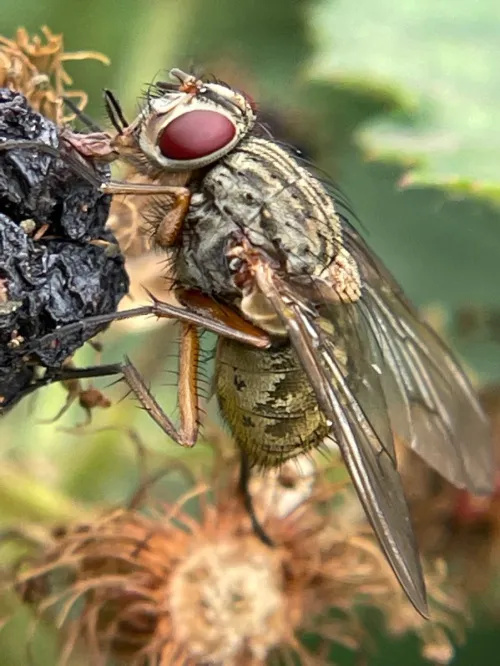 Phaonia valida - photo 3