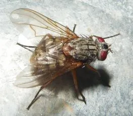 Phaonia valida - photo 4