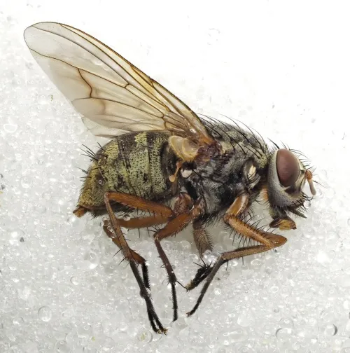 Phaonia valida - photo 5