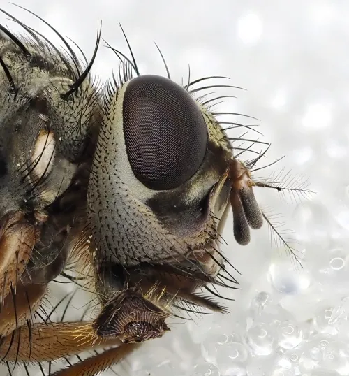 Phaonia valida - photo 6
