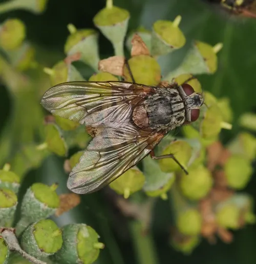 Phaonia valida - photo 7