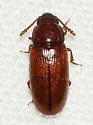 Pharaxonotha floridana - photo 2