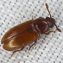Pharaxonotha floridana - photo 3