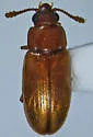 Pharaxonotha floridana - photo 4
