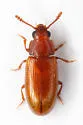 Pharaxonotha floridana - photo 5