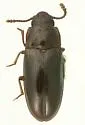 Pharaxonotha kirschii