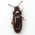 Pharaxonotha kirschii - photo 2