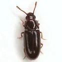 Pharaxonotha kirschii - photo 3