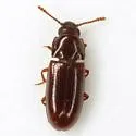 Pharaxonotha kirschii - photo 4