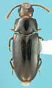 Pharaxonotha kirschii - photo 5
