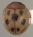 Pharoscymnus flexibilis