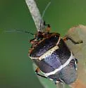 Pharypia nitidiventris