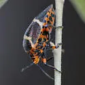 Pharypia nitidiventris - photo 2