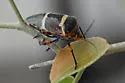 Pharypia nitidiventris - photo 3