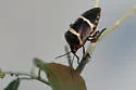 Pharypia nitidiventris - photo 4