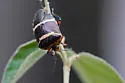 Pharypia nitidiventris - photo 5