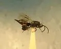 Phasgonophora algerti - Phasgonophora algerti