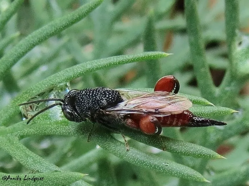 Phasgonophora sulcata