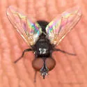 Phasia aldrichii
