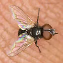 Phasia aldrichii - photo 2