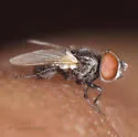 Phasia aldrichii - photo 3