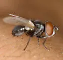 Phasia aldrichii - photo 4