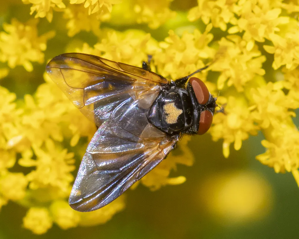 Phasia aurulans - photo 2