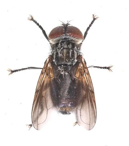 Phasia chilensis