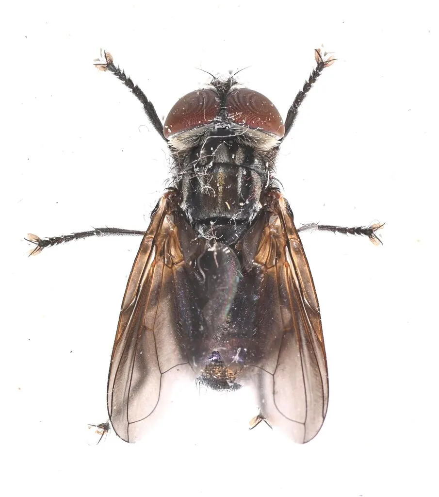 Phasia chilensis - photo 2