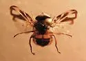 Phasia fenestrata