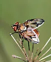 Phasia fenestrata - photo 2