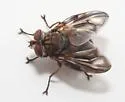 Phasia fenestrata - photo 3