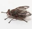 Phasia fenestrata - photo 4