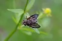 Phasia fenestrata - photo 5